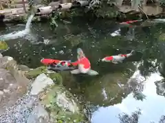 一條殿 新善光寺の動物