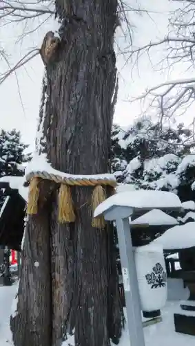 札幌諏訪神社の自然