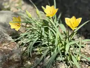 西方山極楽寺(岐阜県)(2026年04月11日(土) 21時17分56秒投稿)