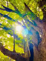 蛟蝄神社門の宮の自然