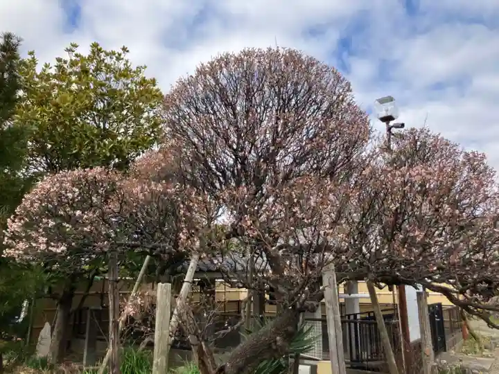 相模國分寺(神奈川県)