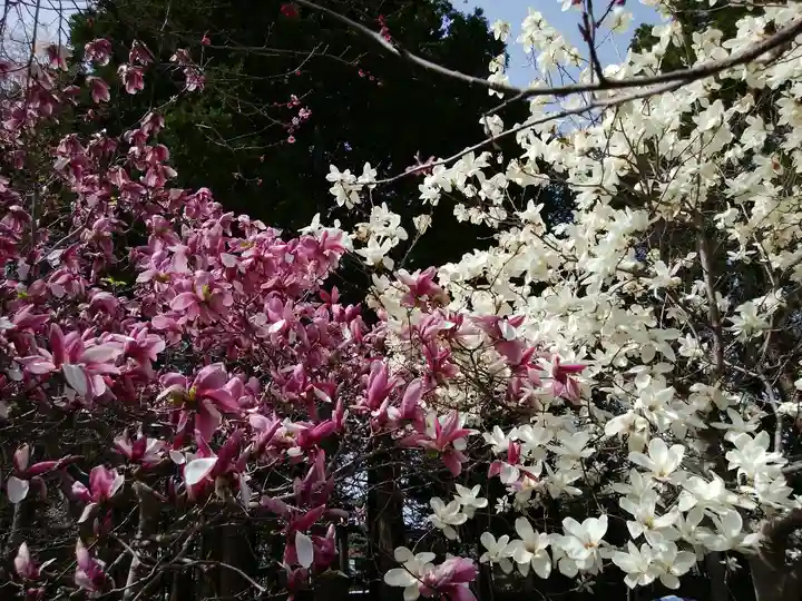 北海道神宮の自然
