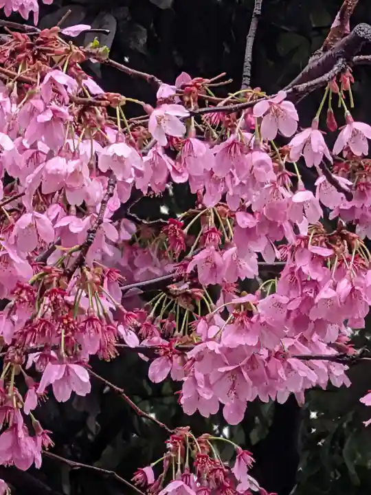 新井天神北野神社(東京都)
