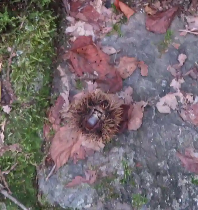 高倉観音堂(福島県)