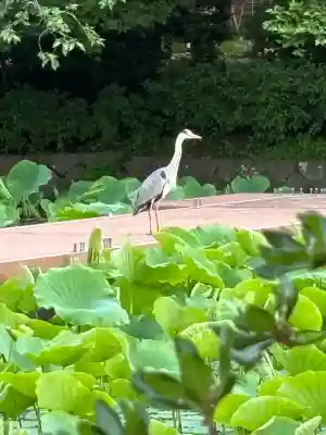 旗上弁財天社の動物