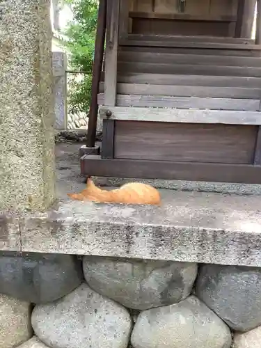 神明社（鳥居松町）の動物