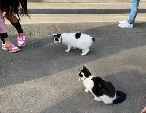 御誕生寺（猫寺）の動物
