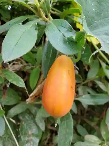 沙沙貴神社の自然