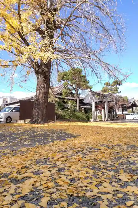 頂妙寺(京都府)