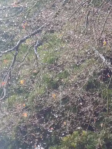 阿智神社の自然