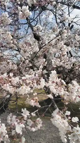 仁和寺の自然