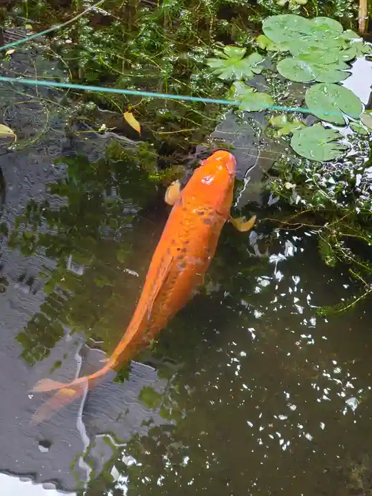 厳島神社(港町弁財天)(千葉県)