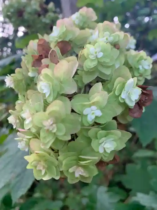 徳蔵寺(茨城県)