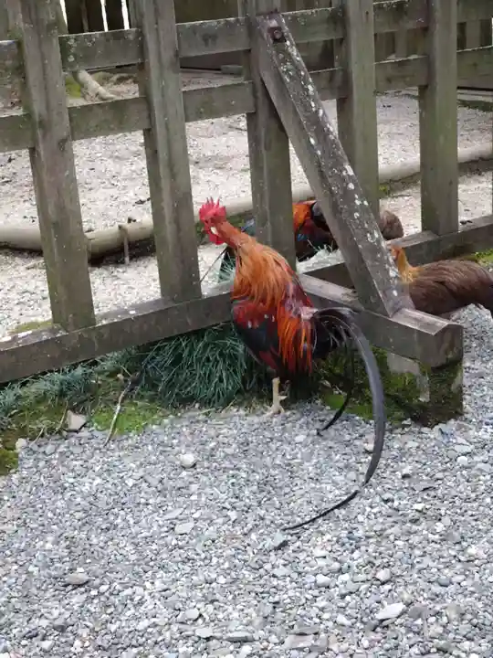 天岩戸神社(宮崎県)