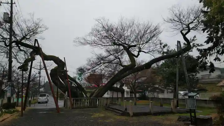 高野神社の自然