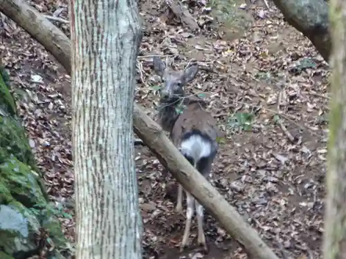 大山寺(神奈川県)
