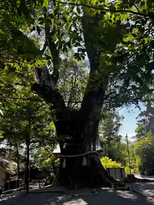 鹿児島神宮(鹿児島県)