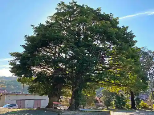 石見国一宮　物部神社の自然