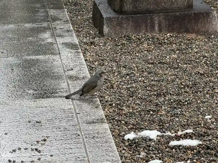 行田八幡神社の{uncategorized: "未分類", other: "その他", undefined: "問題あり", building: "その他建物", grave: "お墓", sacred_gate: "鳥居", guardian: "狛犬", statue: "像", buddha: "仏像", history: "歴史", nature: "自然", garden: "庭園", animal: "動物", pagoda: "塔", temizu: "手水舎", mountain_gate: "山門・神門", sanctuary: "本殿・本堂", subordinate: "末社・摂社", art: "芸術", scenery: "景色", jizo: "地蔵", ema: "絵馬", goshuin: "御朱印", omikuji: "おみくじ", items: "授与品その他", amulet: "お守り", goshuincho: "御朱印帳", eats: "食事", festival: "お祭り", votive_dance: "神楽", shichigosan: "七五三参", wedding: "結婚式", experience: "体験その他", initially: "初詣", around: "周辺", anti_infection: "感染症対策"}