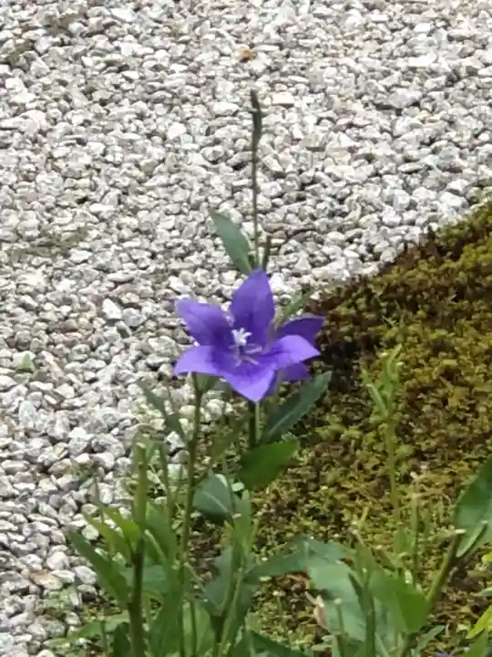 廬山寺(廬山天台講寺)の自然