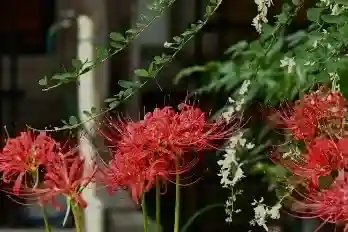 国上寺(新潟県)