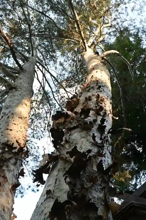 諏訪大社下社秋宮(長野県)