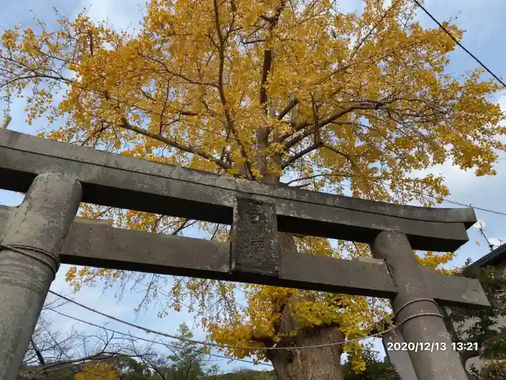 白岩神社の鳥居
