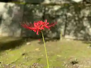 伊勢の国 四天王寺の自然(2022年09月22日(木) 10時39分30秒投稿)