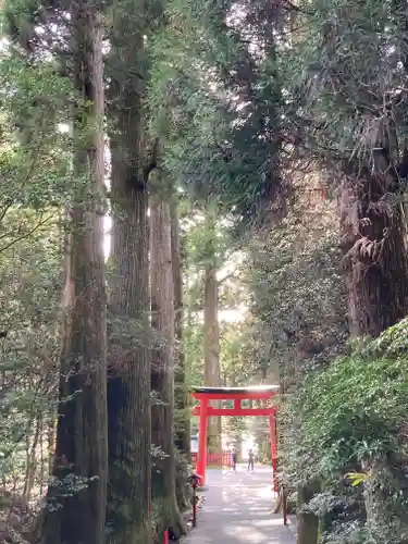 箱根神社の鳥居