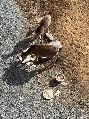 三峯神社(埼玉県)