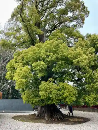 栄誉権現社の{uncategorized: "未分類", other: "その他", undefined: "問題あり", building: "その他建物", grave: "お墓", sacred_gate: "鳥居", guardian: "狛犬", statue: "像", buddha: "仏像", history: "歴史", nature: "自然", garden: "庭園", animal: "動物", pagoda: "塔", temizu: "手水舎", mountain_gate: "山門・神門", sanctuary: "本殿・本堂", subordinate: "末社・摂社", art: "芸術", scenery: "景色", jizo: "地蔵", ema: "絵馬", goshuin: "御朱印", omikuji: "おみくじ", items: "授与品その他", amulet: "お守り", goshuincho: "御朱印帳", eats: "食事", festival: "お祭り", votive_dance: "神楽", shichigosan: "七五三参", wedding: "結婚式", experience: "体験その他", initially: "初詣", around: "周辺", anti_infection: "感染症対策"}