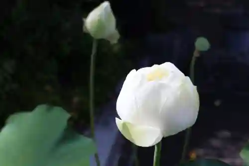 観音山慈眼院（高崎観音）(群馬県)