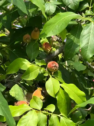楽法寺（雨引観音）の自然