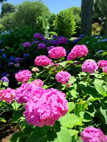妙法寺(東京都)
