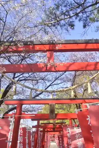 於菊稲荷神社の鳥居