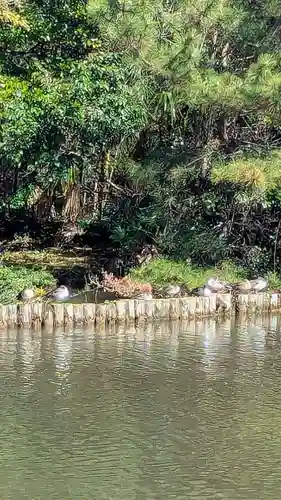 菊田神社の動物