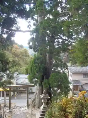 杉本神明神社(愛知県)