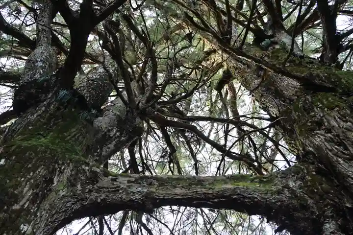 地主神社(桑の川の鳥居杉)(高知県)