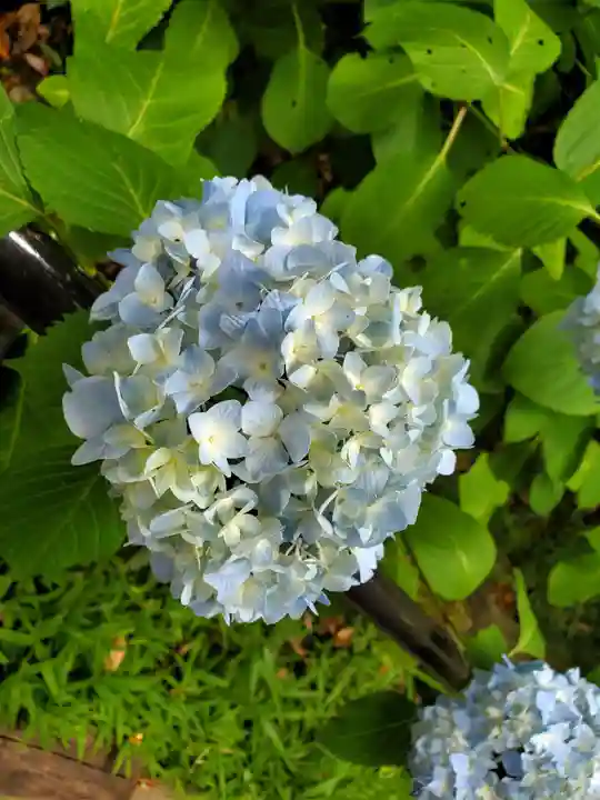 下野 星宮神社の自然