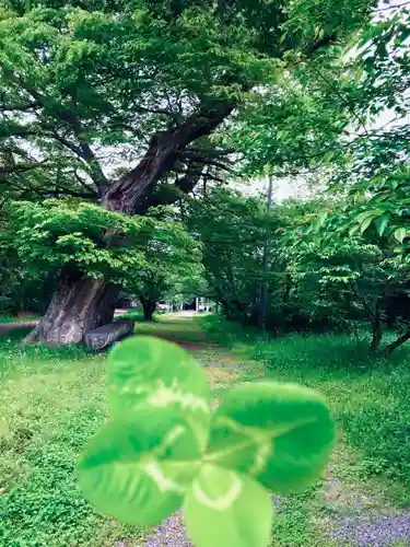 金村別雷神社(茨城県)