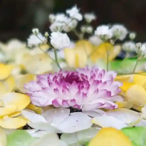 帯廣神社の手水