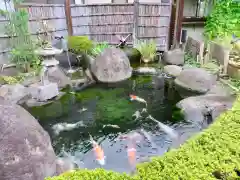 天然寺の動物