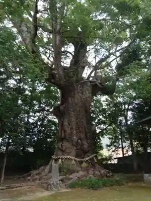 川津来宮神社(静岡県)