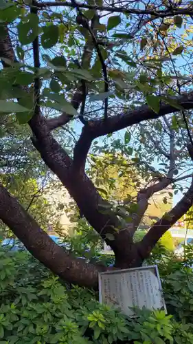 新井天神北野神社の自然