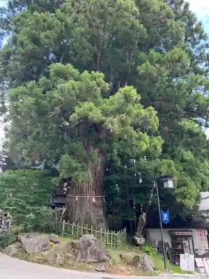 戸隠神社中社(長野県)
