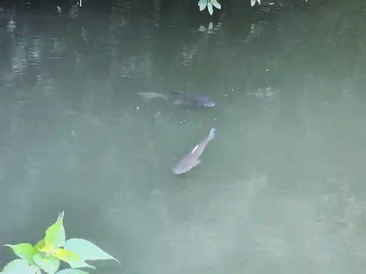 姫路神社の動物