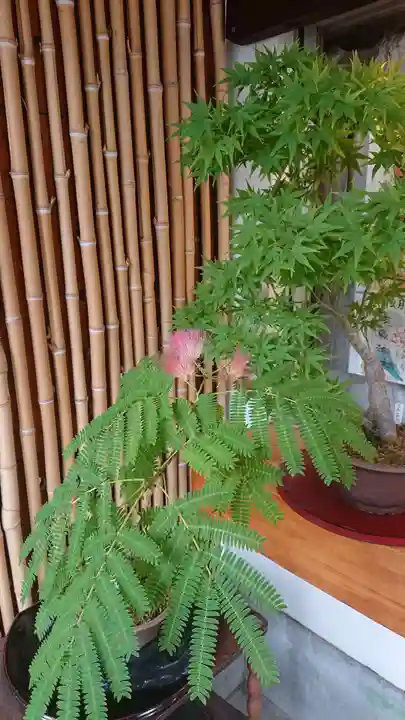 高円寺氷川神社の自然
