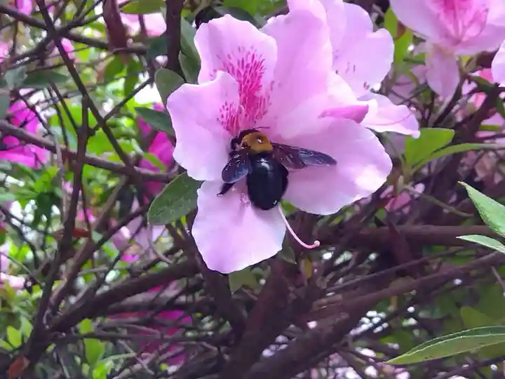 八幡神社(福井県)
