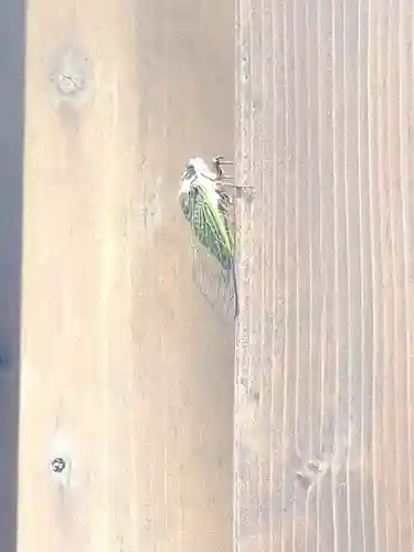 阿智神社の動物