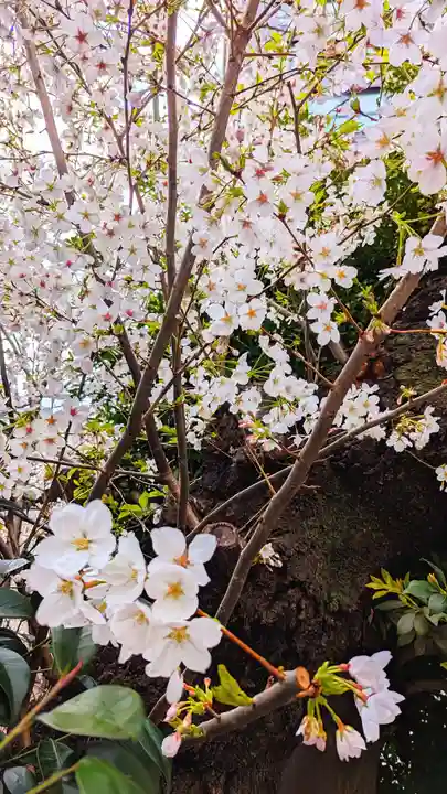 白金氷川神社の自然